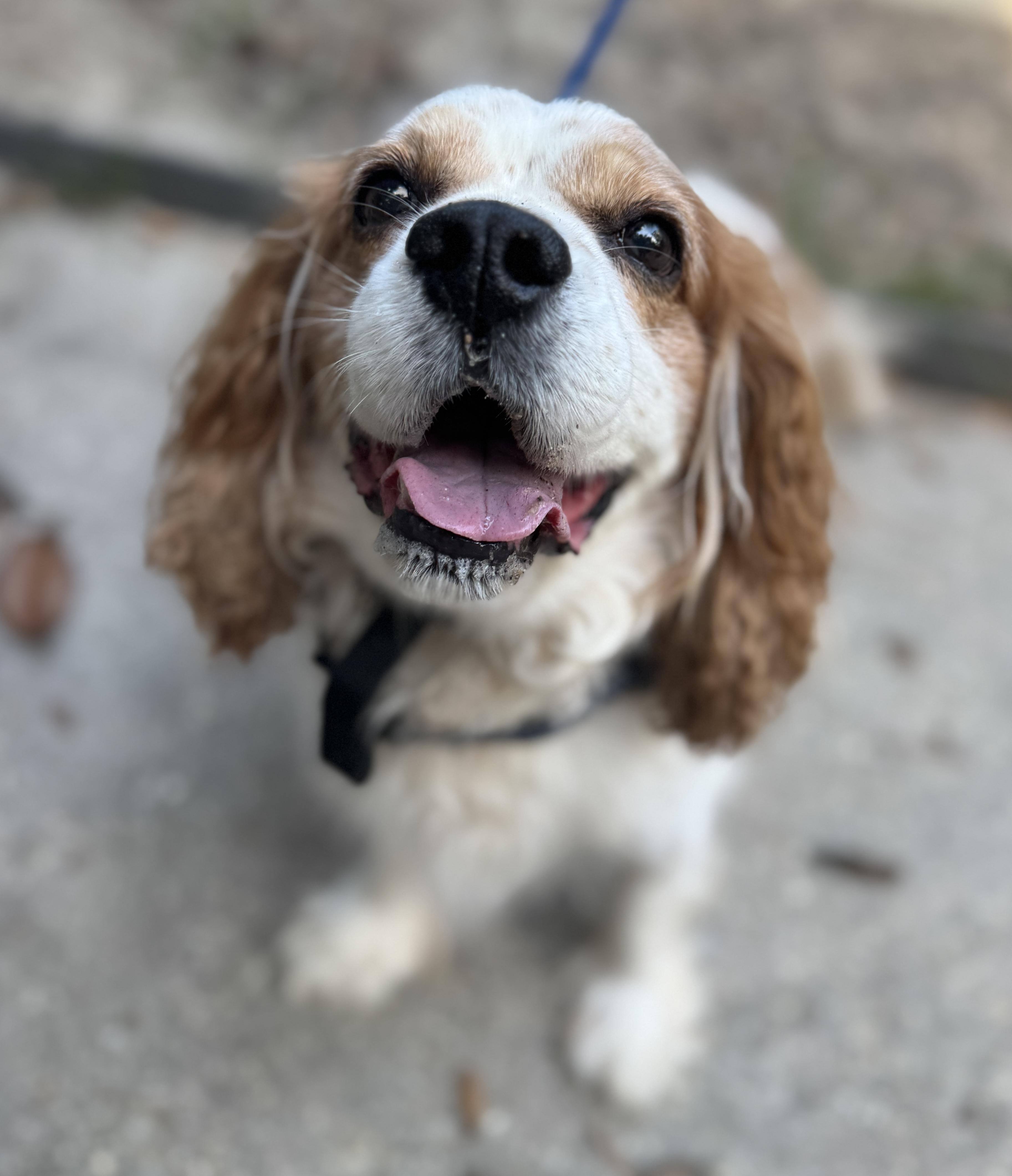 Enlarge Ozzy, an adopted Cavalier King Charles Spaniel in Navarre, FL image 3/6
