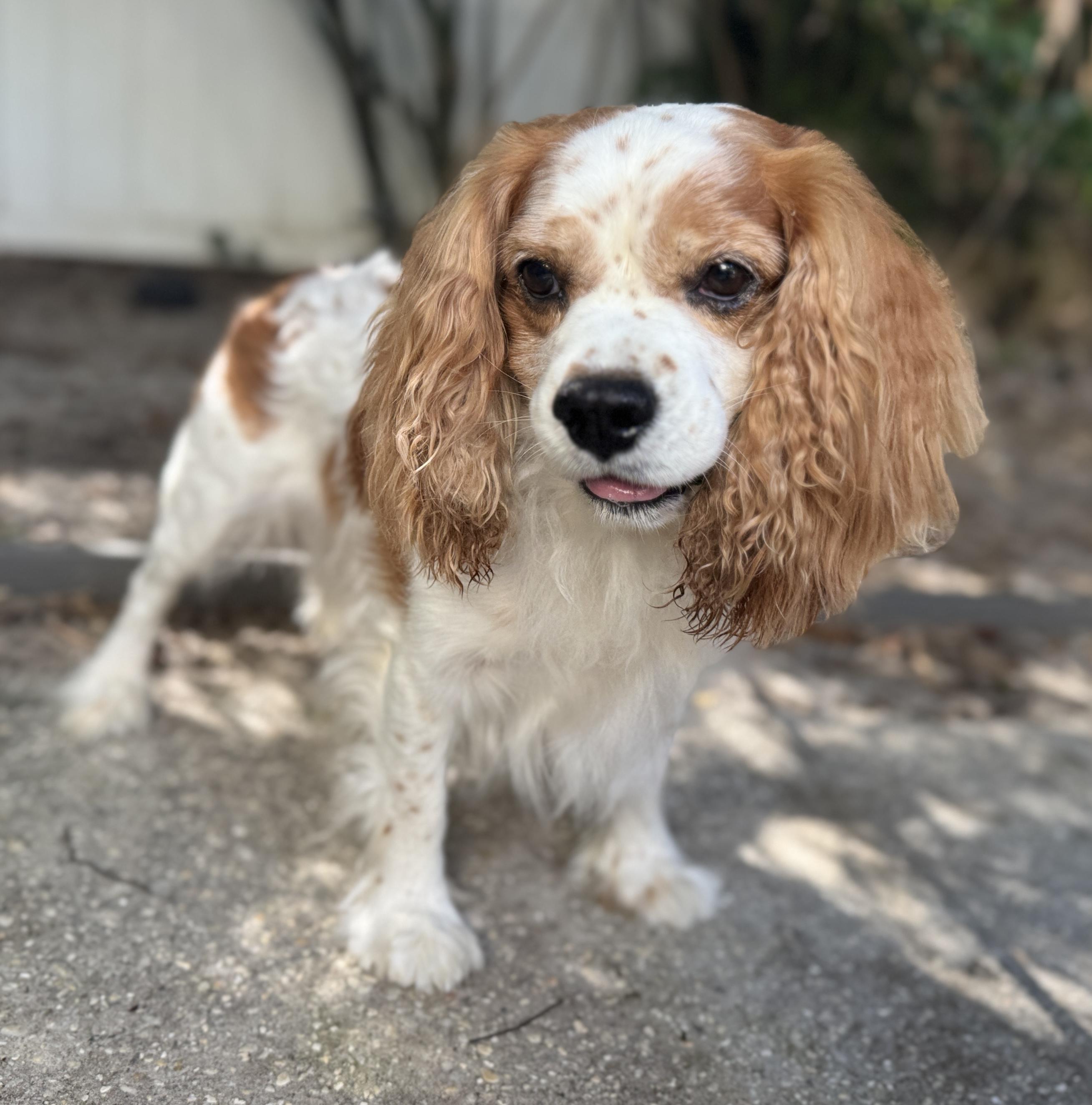 Ozzy, adopted, Adult Male Cavalier King Charles Spaniel.