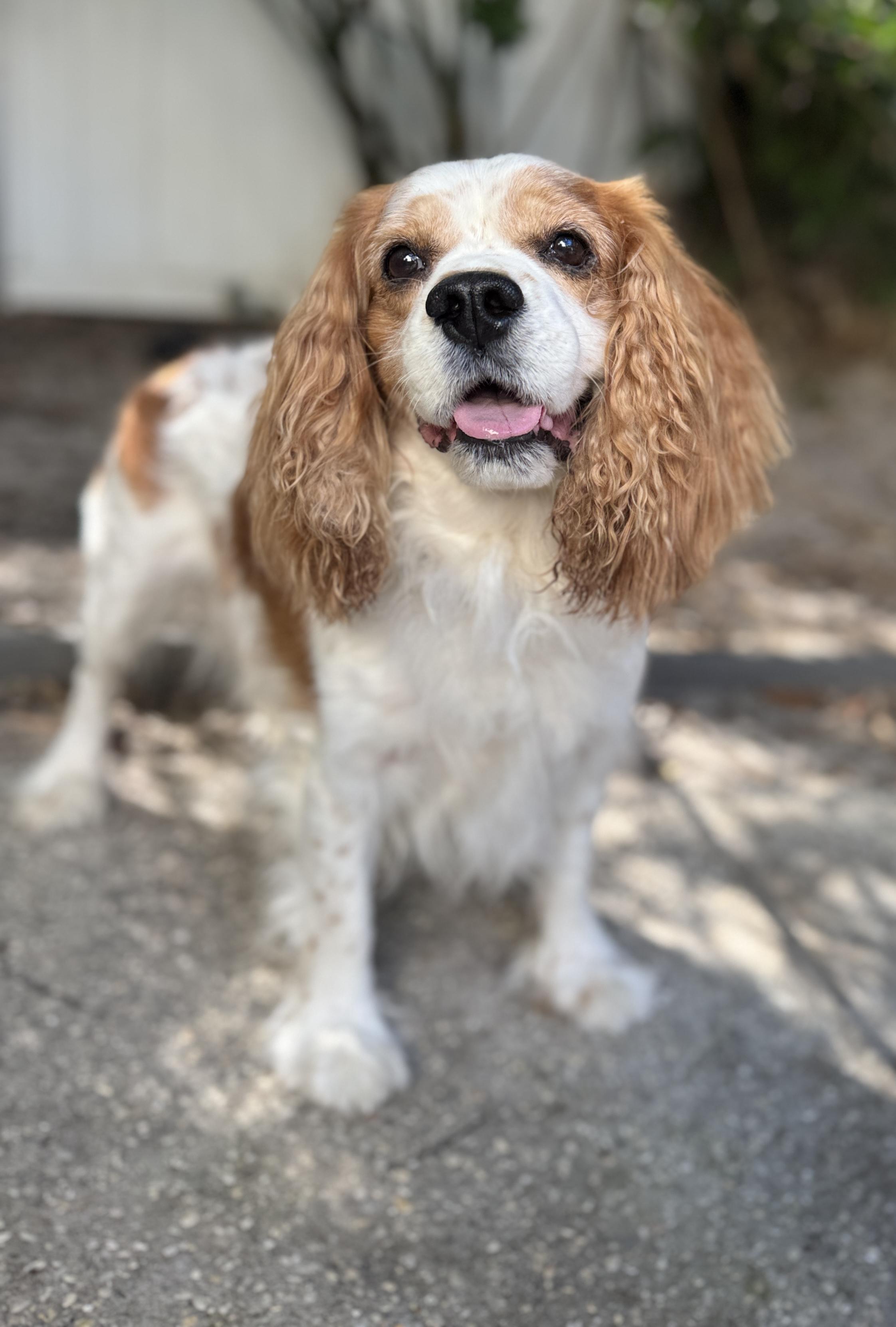 Enlarge Ozzy, an adopted Cavalier King Charles Spaniel in Navarre, FL image 4/6