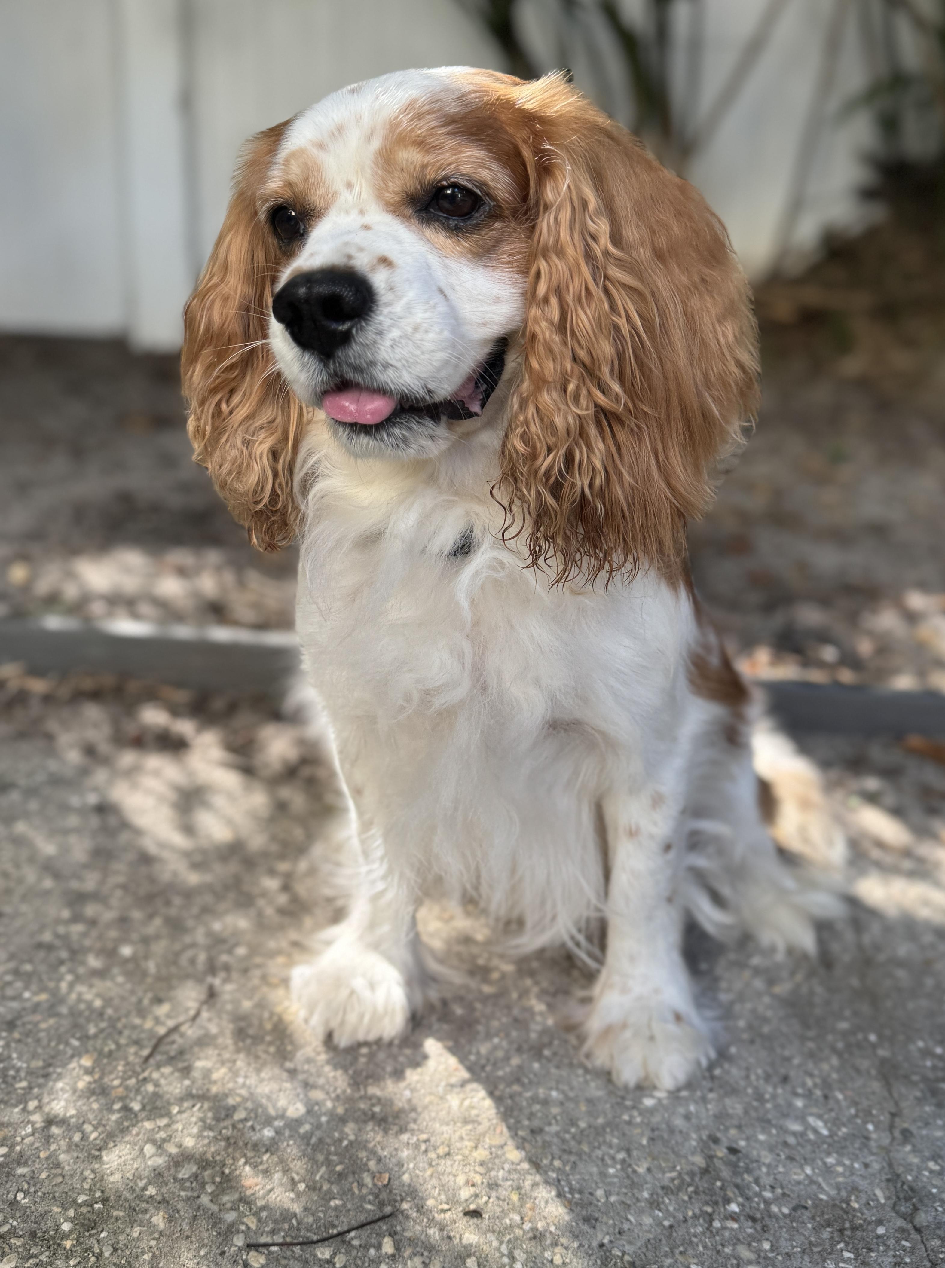Enlarge Ozzy, an adopted Cavalier King Charles Spaniel in Navarre, FL image 2/6