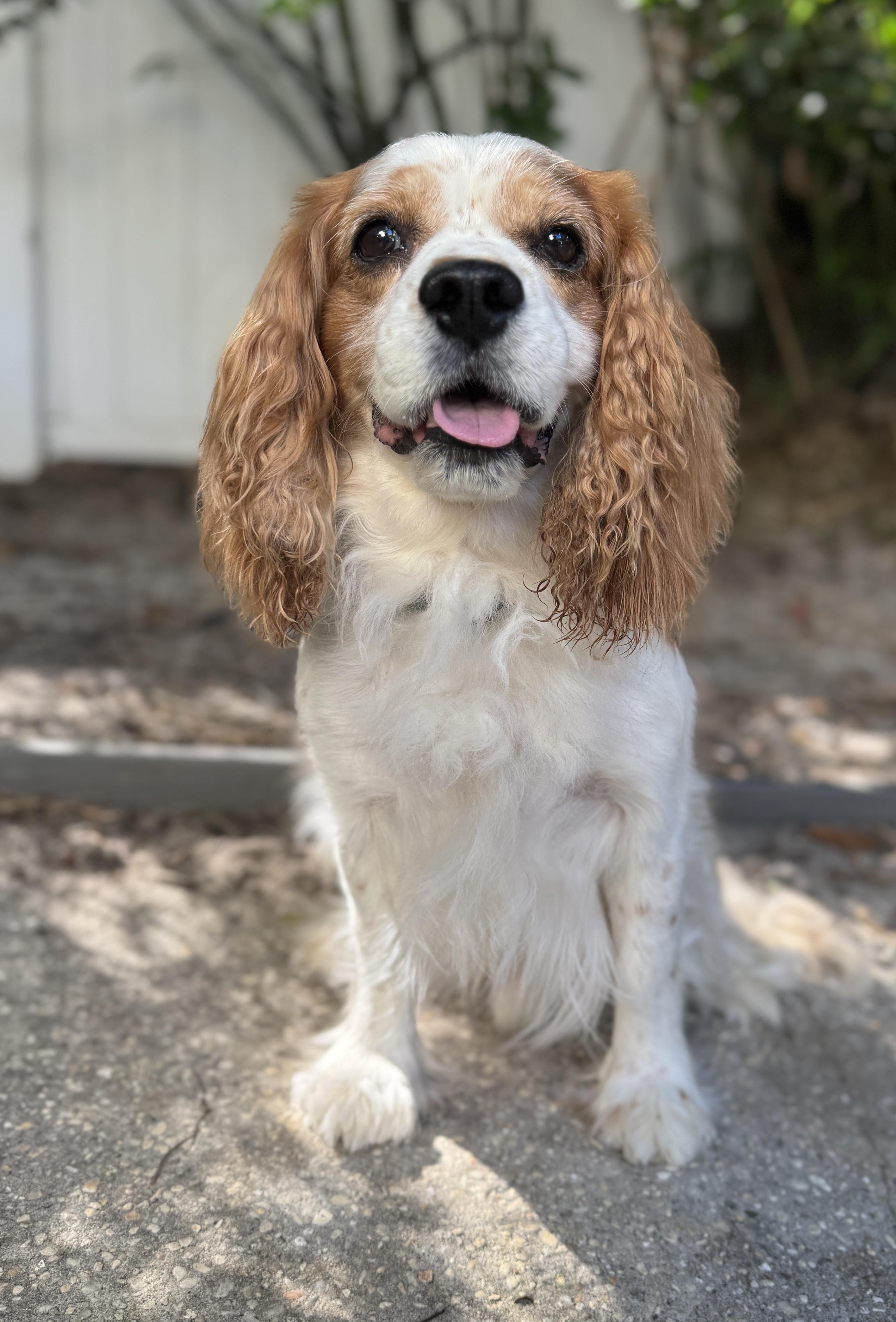 Enlarge Ozzy, an adopted Cavalier King Charles Spaniel in Navarre, FL image 5/6