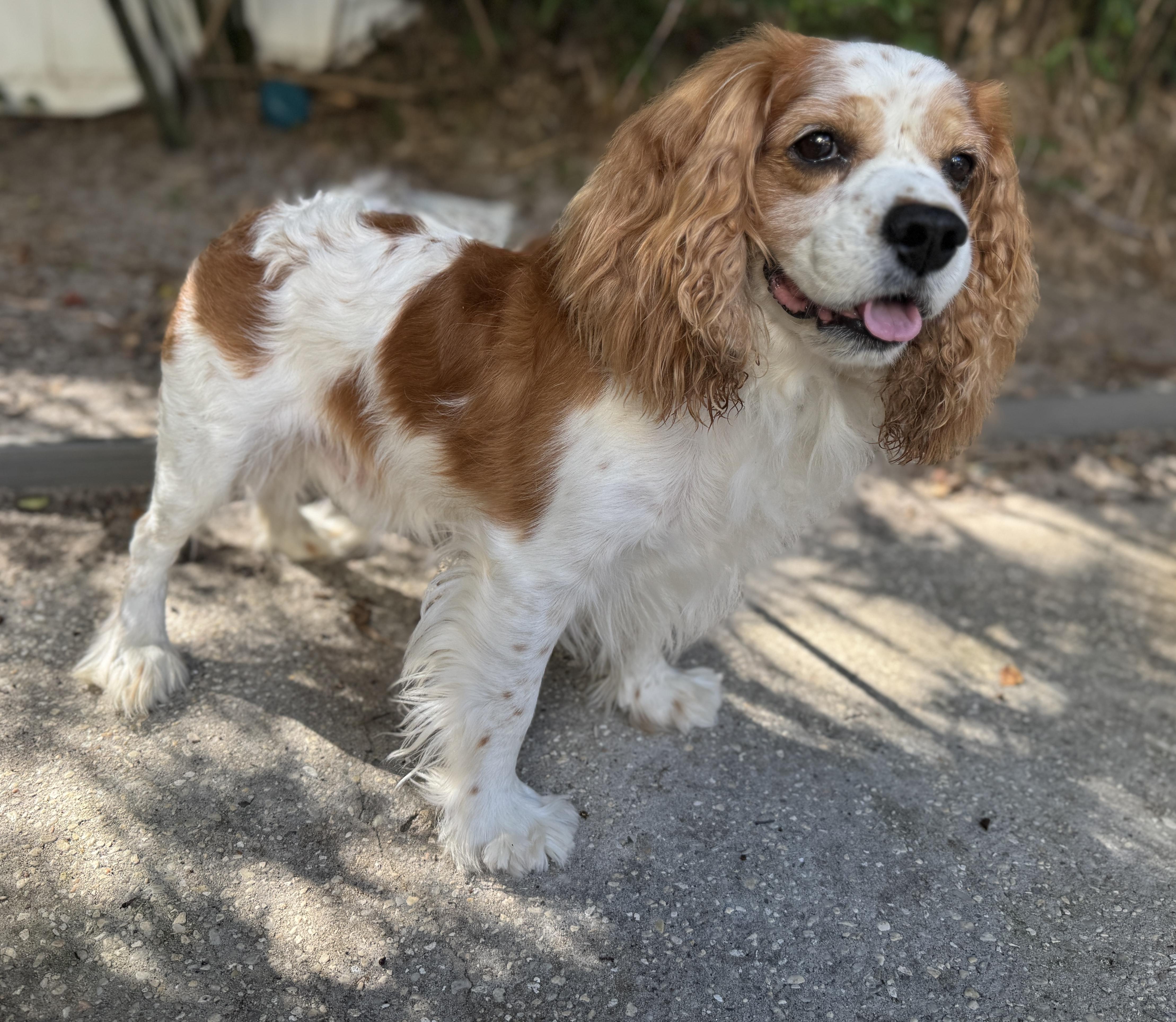 Enlarge Ozzy, an adopted Cavalier King Charles Spaniel in Navarre, FL image 6/6