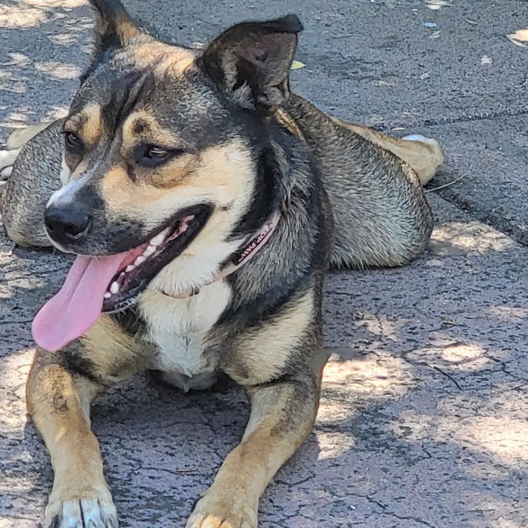 MIA, Adoptable, Young Female Shepherd & Mixed Breed.