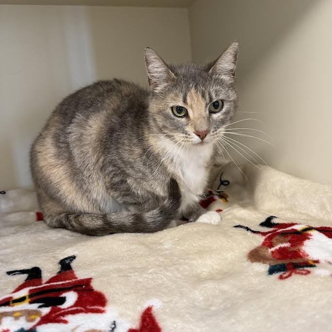 Misty, Adoptable, Adult Female Domestic Short Hair.