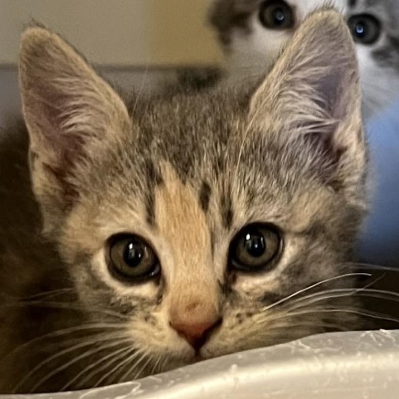 Enlarge Misty, a Adoptable Domestic Short Hair in Indiantown, FL image 3/3