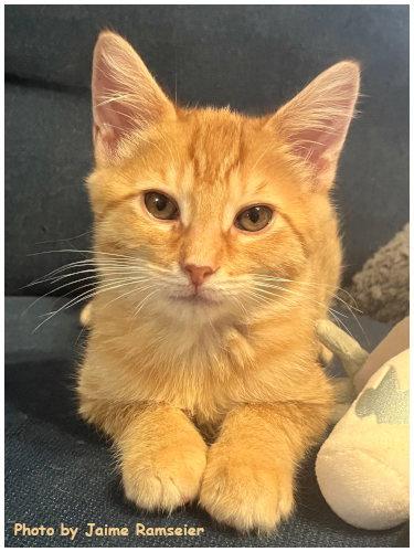 Comet, Adopted, Kitten Male Domestic Short Hair & Tabby.