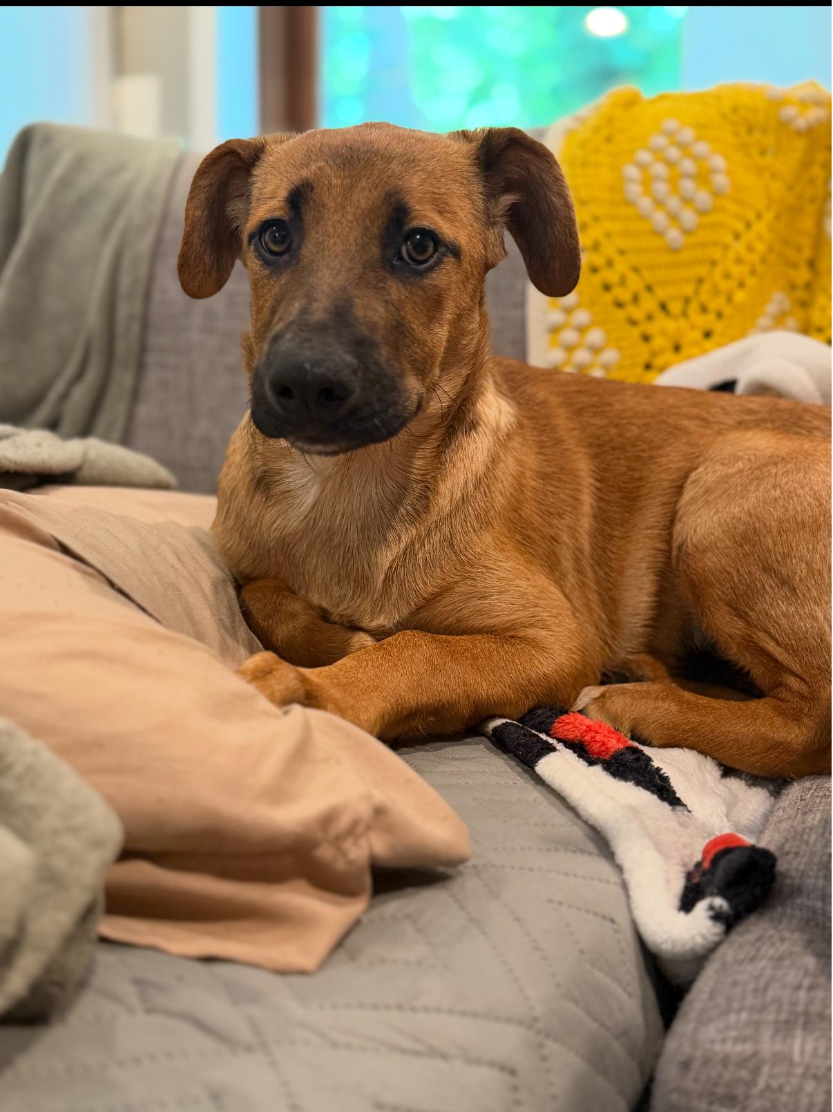 Enlarge Billie, a Adoptable Mixed Breed in Millersville, MD image 1/1