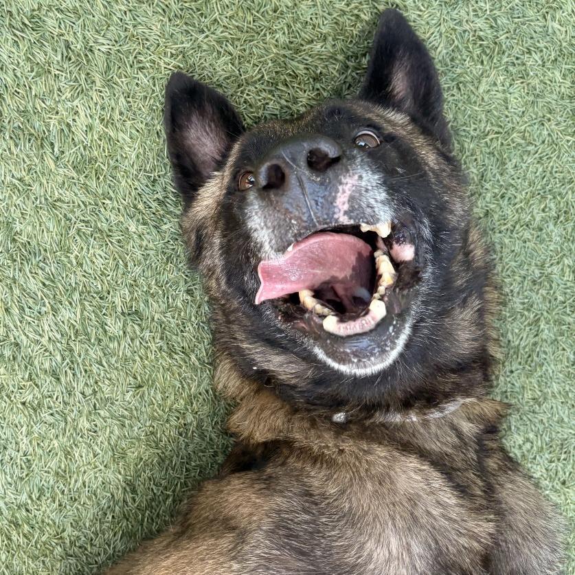 Ace, Adoptable, Adult Male Belgian Shepherd / Malinois & Mixed Breed.