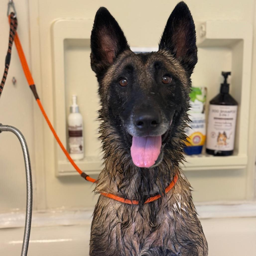 Enlarge Ace, a Adoptable mixed breed in Long Beach, CA image 2/6