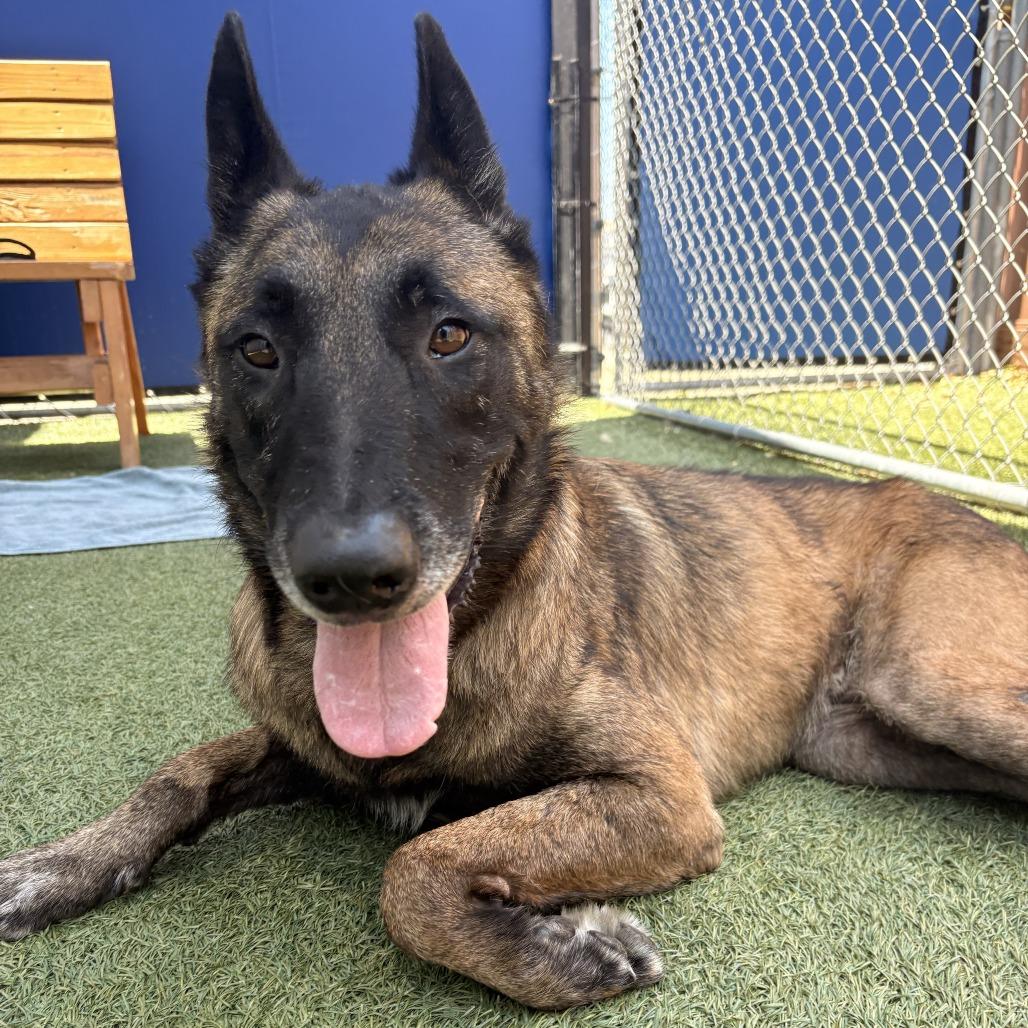 Enlarge Ace, a Adoptable mixed breed in Long Beach, CA image 3/6