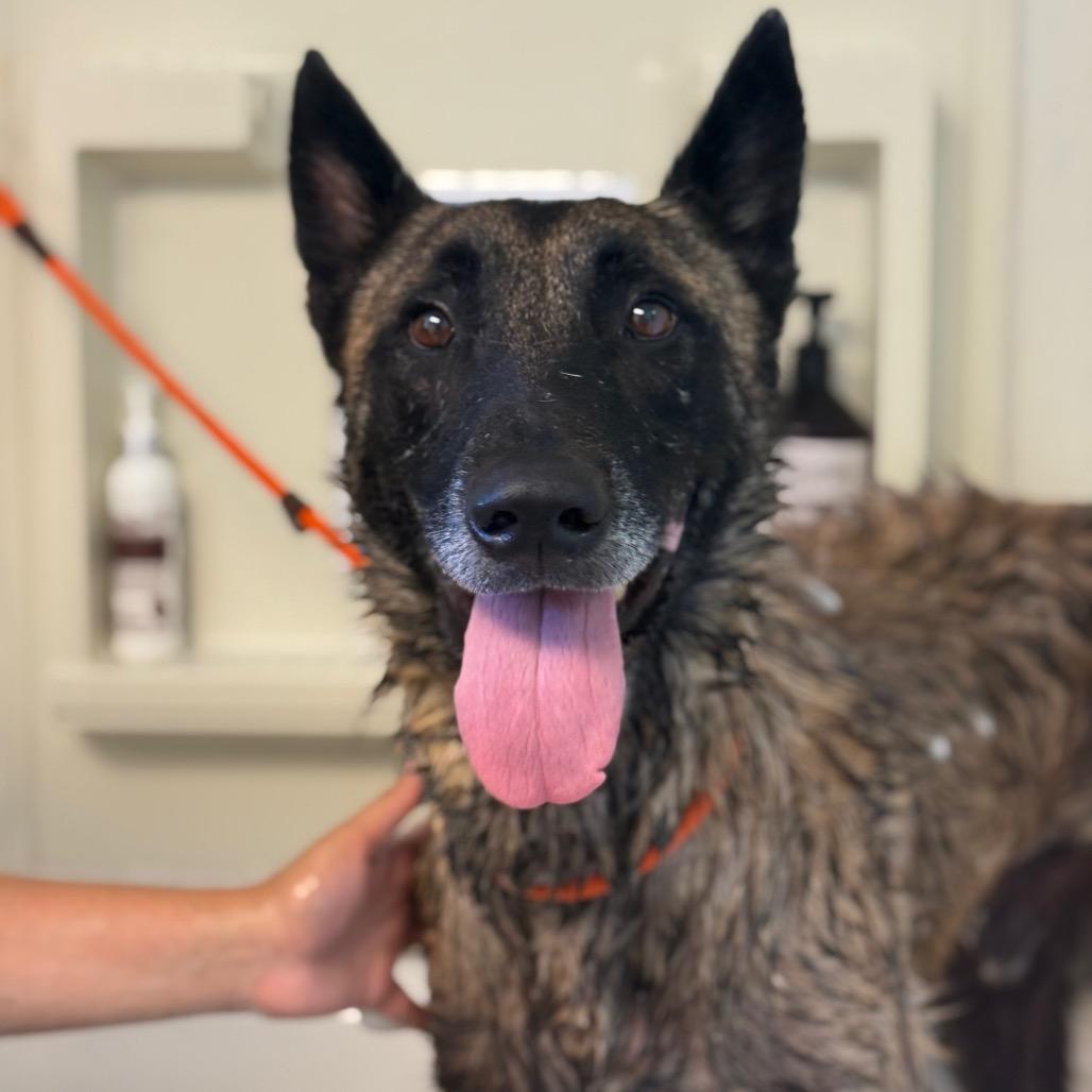 Enlarge Ace, a Adoptable mixed breed in Long Beach, CA image 4/6
