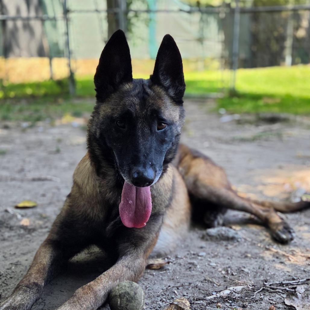 Enlarge Ace, a Adoptable mixed breed in Long Beach, CA image 5/6