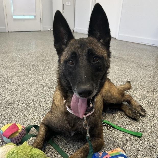 Enlarge Ace, a Adoptable mixed breed in Long Beach, CA image 6/6