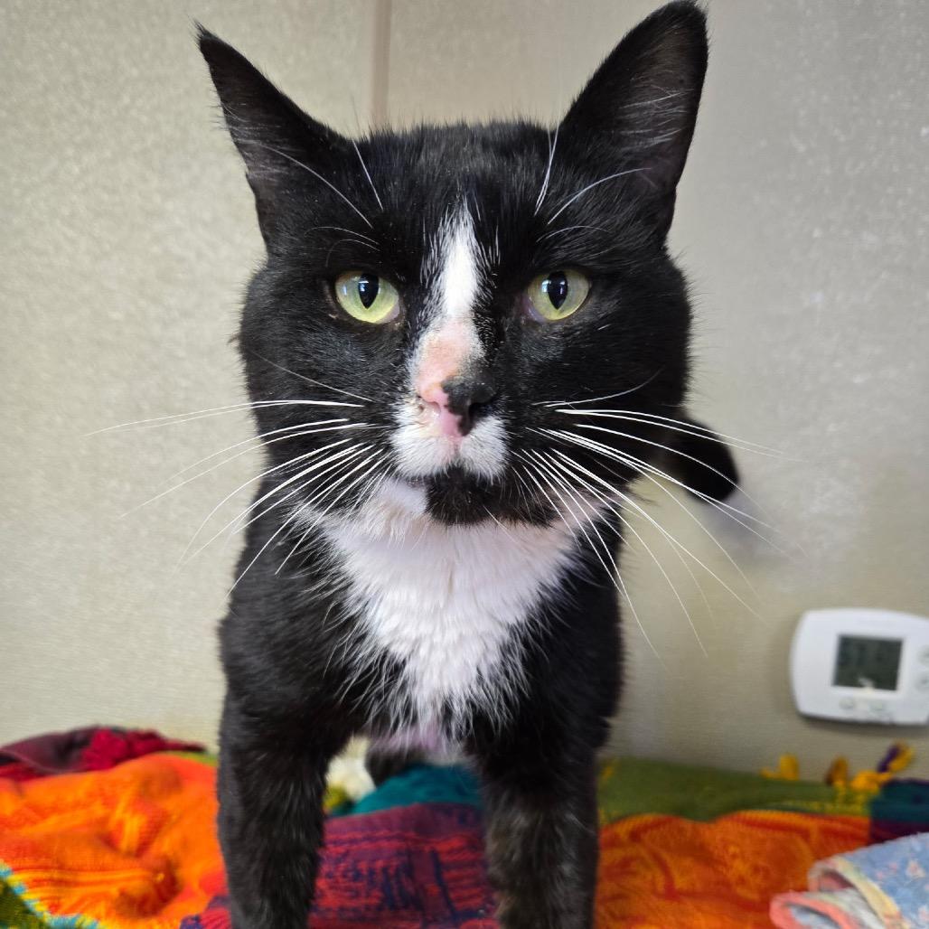 Schooner, Adoptable, Adult Male Domestic Short Hair.