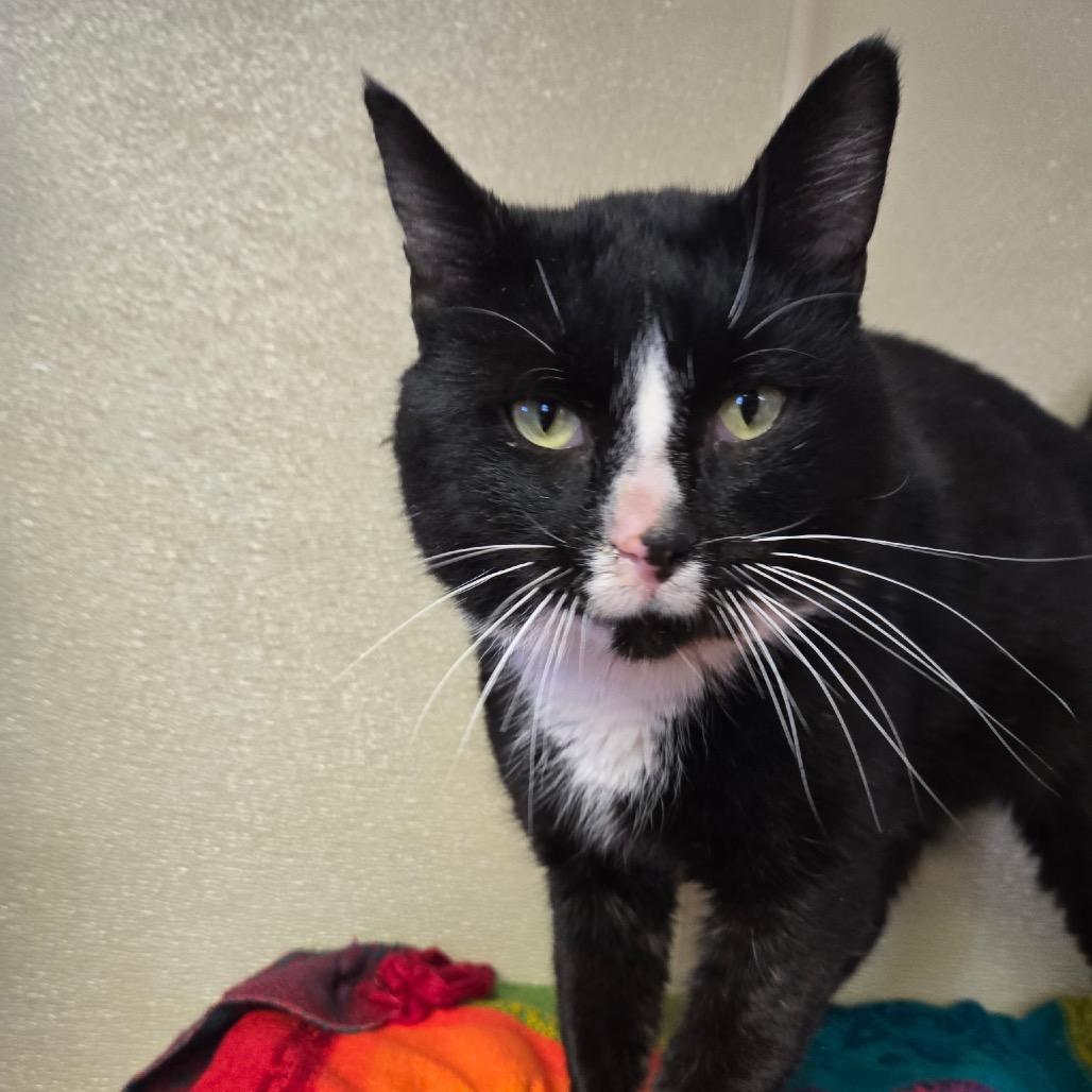 Enlarge Schooner, a Adoptable Domestic Short Hair in Pennsville, NJ image 3/3