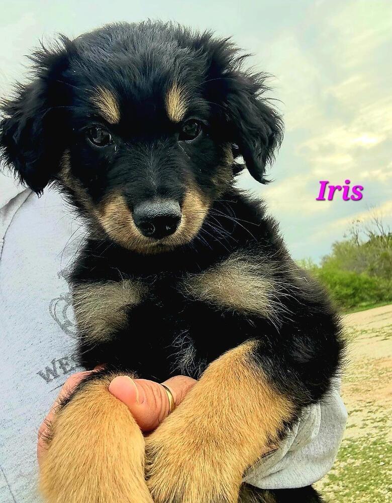 Iris, Adoptable, Puppy Female Saint Bernard & Labrador Retriever.