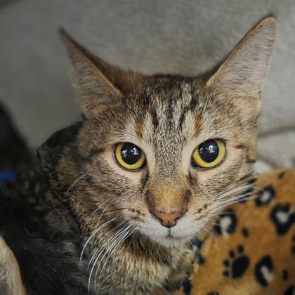 Ricearoni, Adoptable, Young Female Domestic Short Hair & Domestic Short Hair.