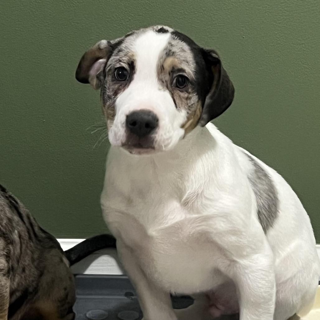 Dasher, Adoptable, Puppy Male Australian Shepherd & Mixed Breed.