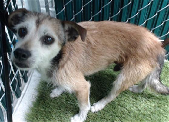 Enlarge OSO, a Adoptable mixed breed in Downey, CA image 1/1