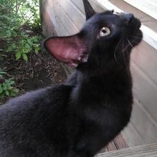 Cub, Adoptable, Kitten Male Domestic Short Hair.