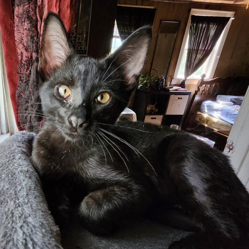 Cub, a Adoptable Domestic Short Hair in Fayetteville, NC image 3/4