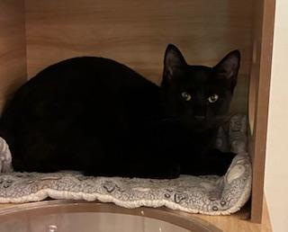 Enlarge Cub - come meet me at The Kitten Around Cat Lounge!, an adopted Domestic Short Hair in Southern Pines, NC image 5/5