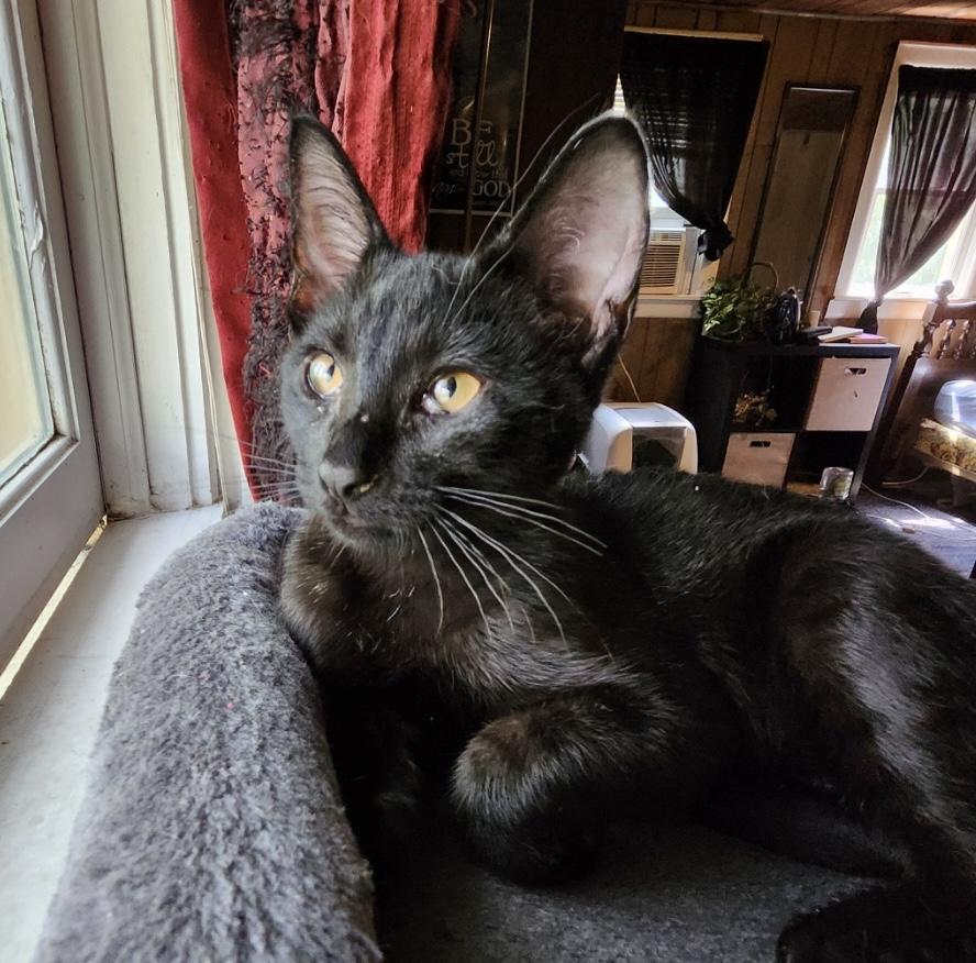 Cub, a Adoptable Domestic Short Hair in Fayetteville, NC image 4/4