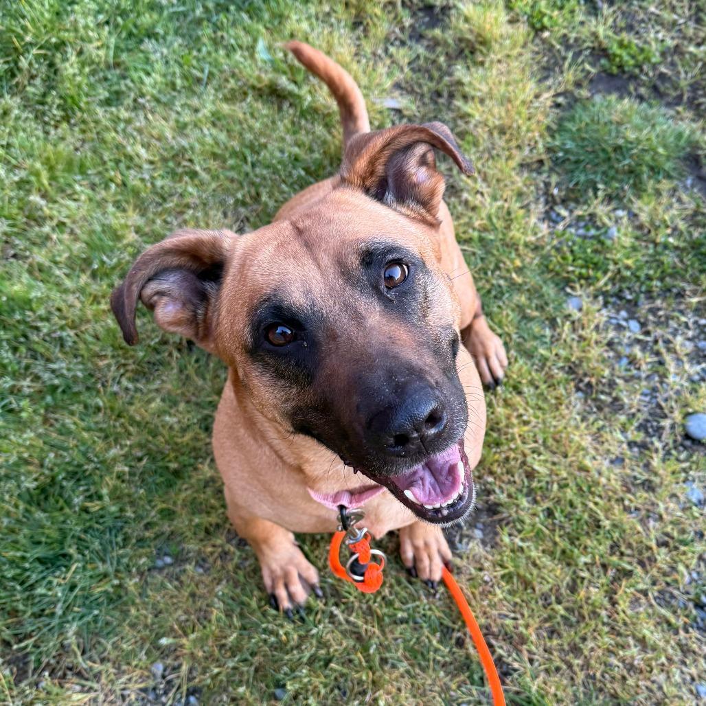 Enlarge Alissa, a Adoptable mixed breed in Tacoma, WA image 1/2