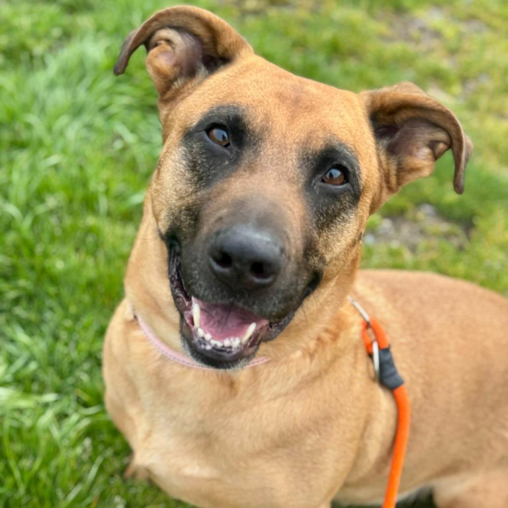 Enlarge Alissa, a Adoptable mixed breed in Tacoma, WA image 2/2