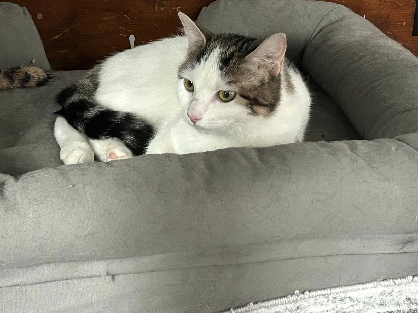 Charms, Adoptable, Kitten Female Domestic Short Hair.