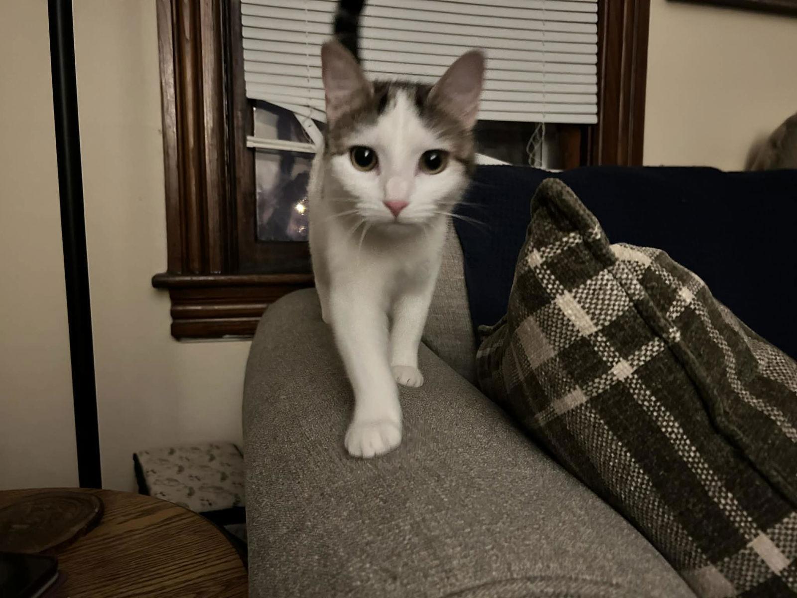 Enlarge Charms, a Adoptable Domestic Short Hair in Stewartsville, NJ image 2/3