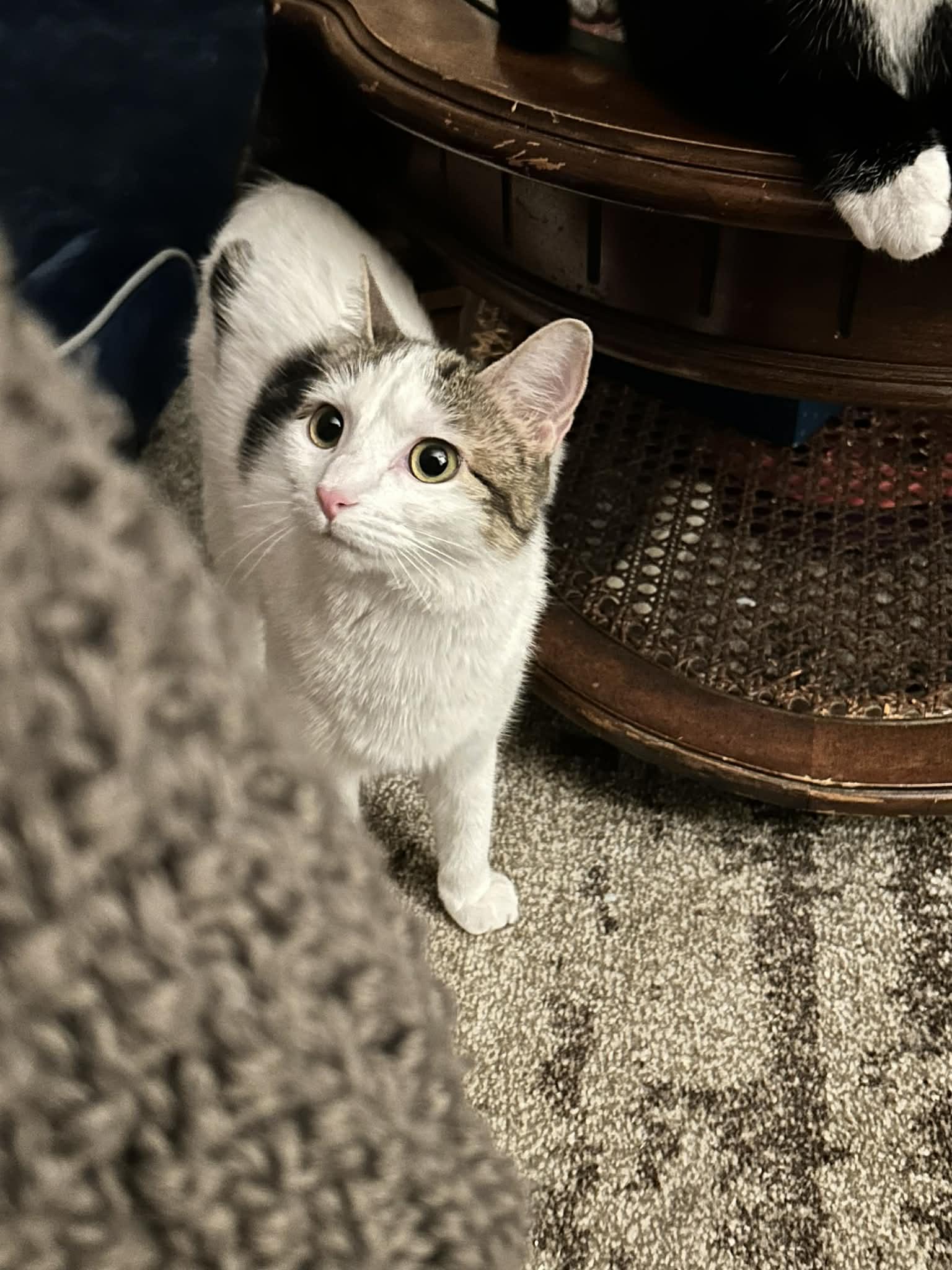 Charms, Adoptable, Kitten Female Domestic Short Hair.