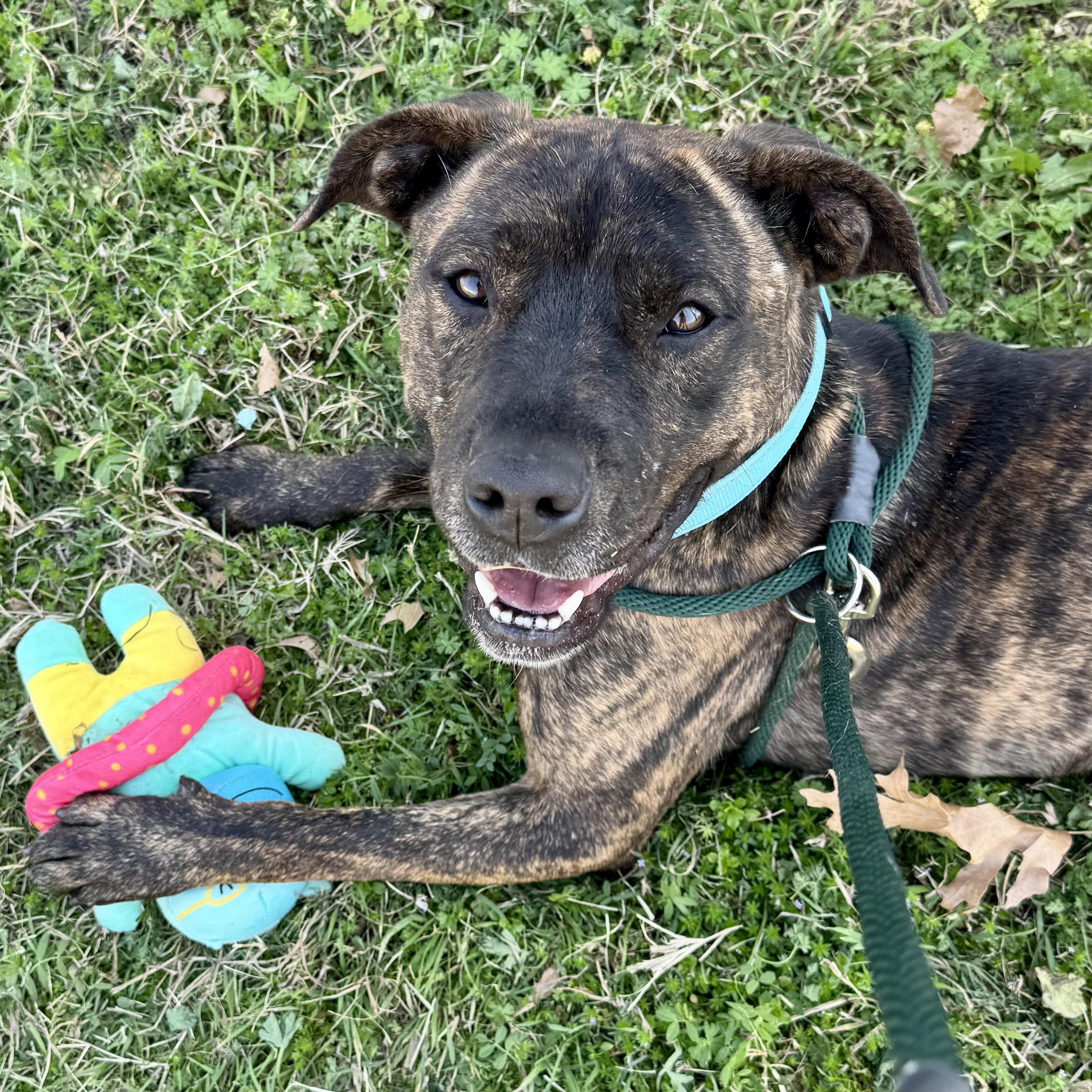 Enlarge Tom, a Adoptable mixed breed in The Colony, TX image 1/6