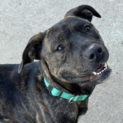 Tom, a Adoptable mixed breed in The Colony, TX image 3/6