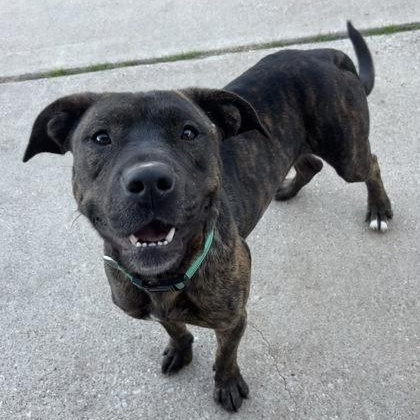 Tom, Adoptable, Adult Male Pit Bull Terrier.