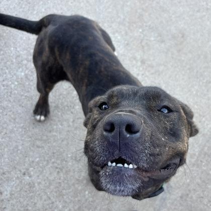 Tom, a Adoptable mixed breed in The Colony, TX image 5/6