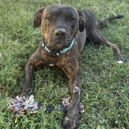 Tom, Adoptable, Adult Male Pit Bull Terrier.