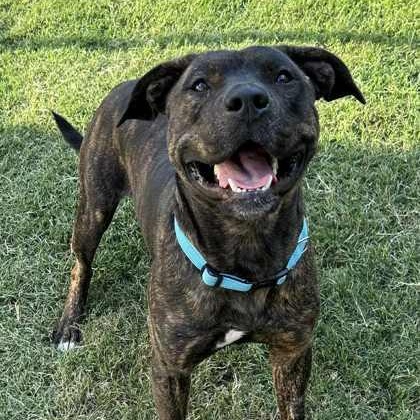 Enlarge Tom, a Adoptable mixed breed in The Colony, TX image 2/3