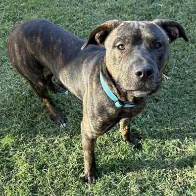 Enlarge Tom, a Adoptable mixed breed in The Colony, TX image 3/3