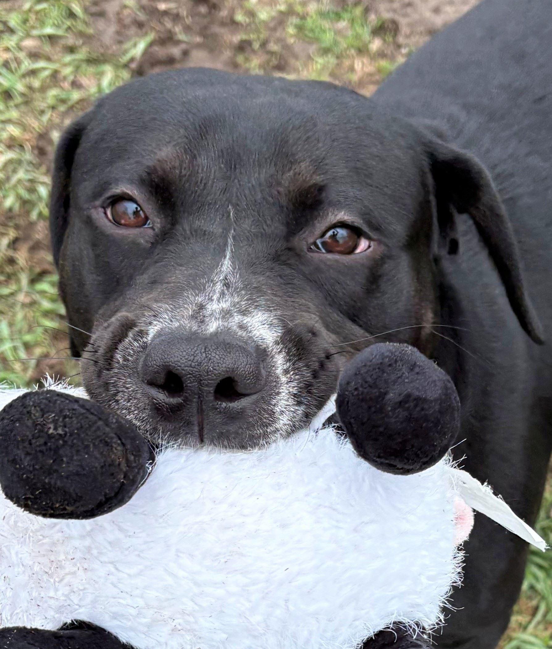 Enlarge Halo, a ADOPTABLE mixed breed in Iowa City, IA image 2/3