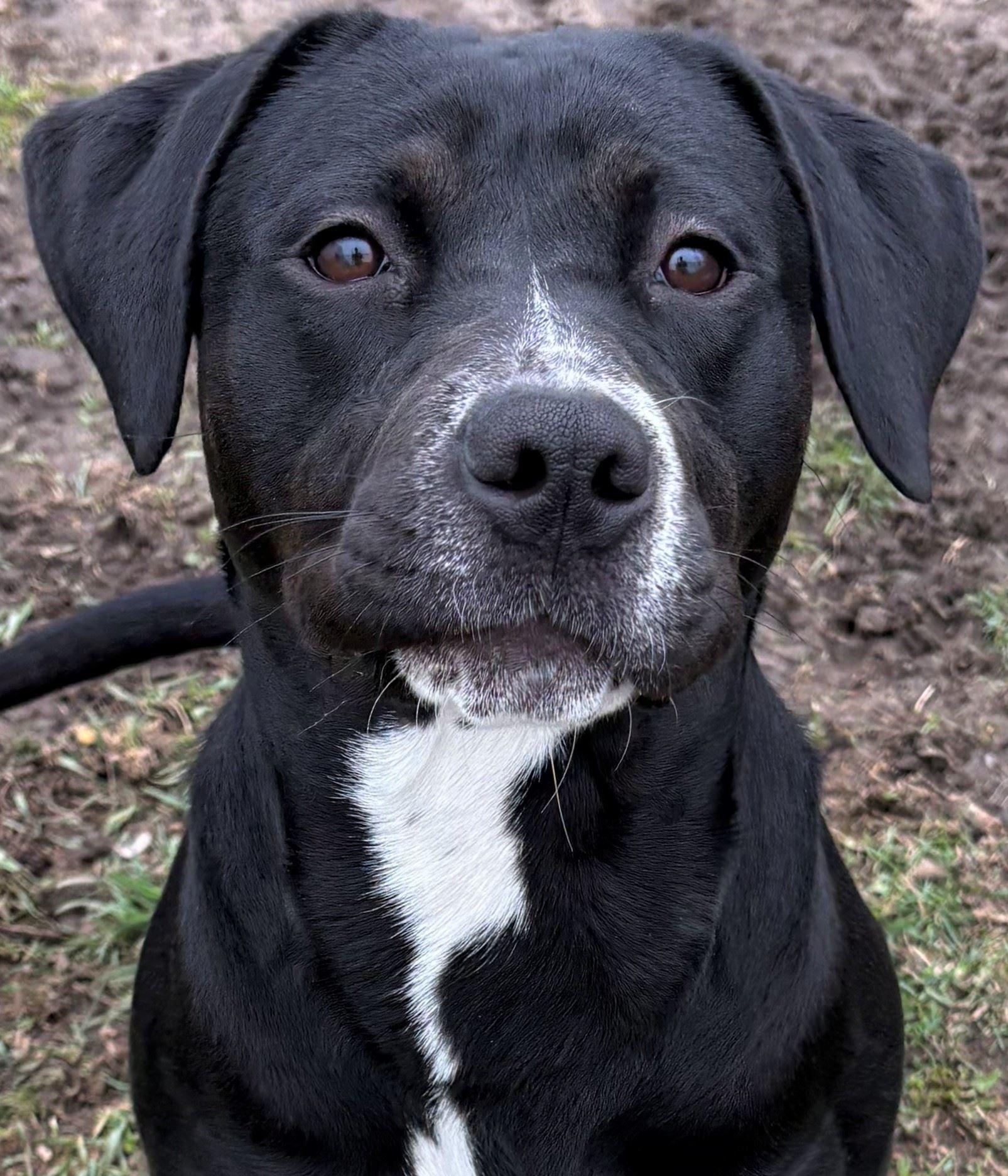 Enlarge Halo, a ADOPTABLE mixed breed in Iowa City, IA image 1/3