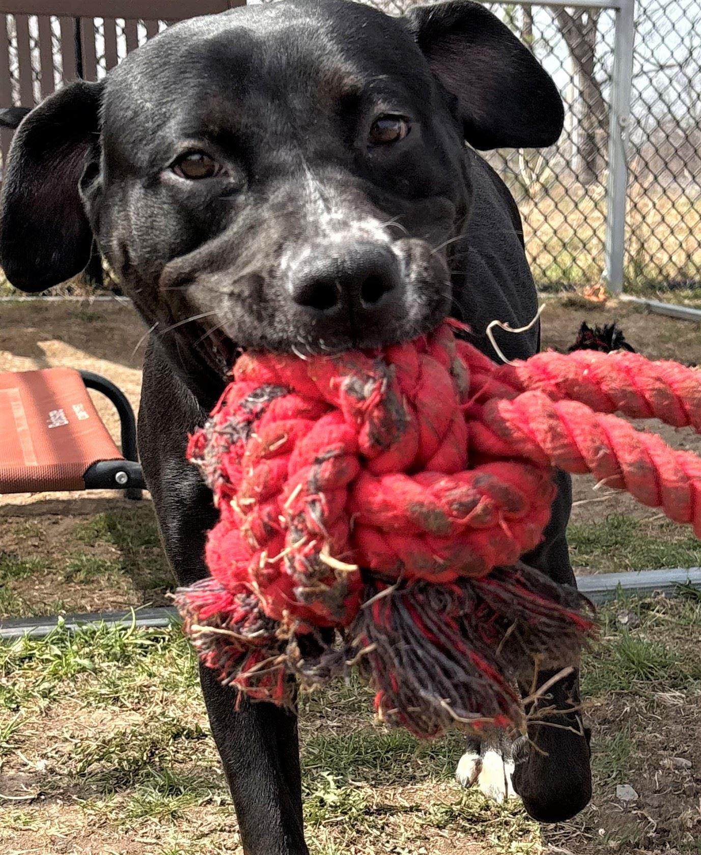 Enlarge Halo, a ADOPTABLE mixed breed in Iowa City, IA image 3/3