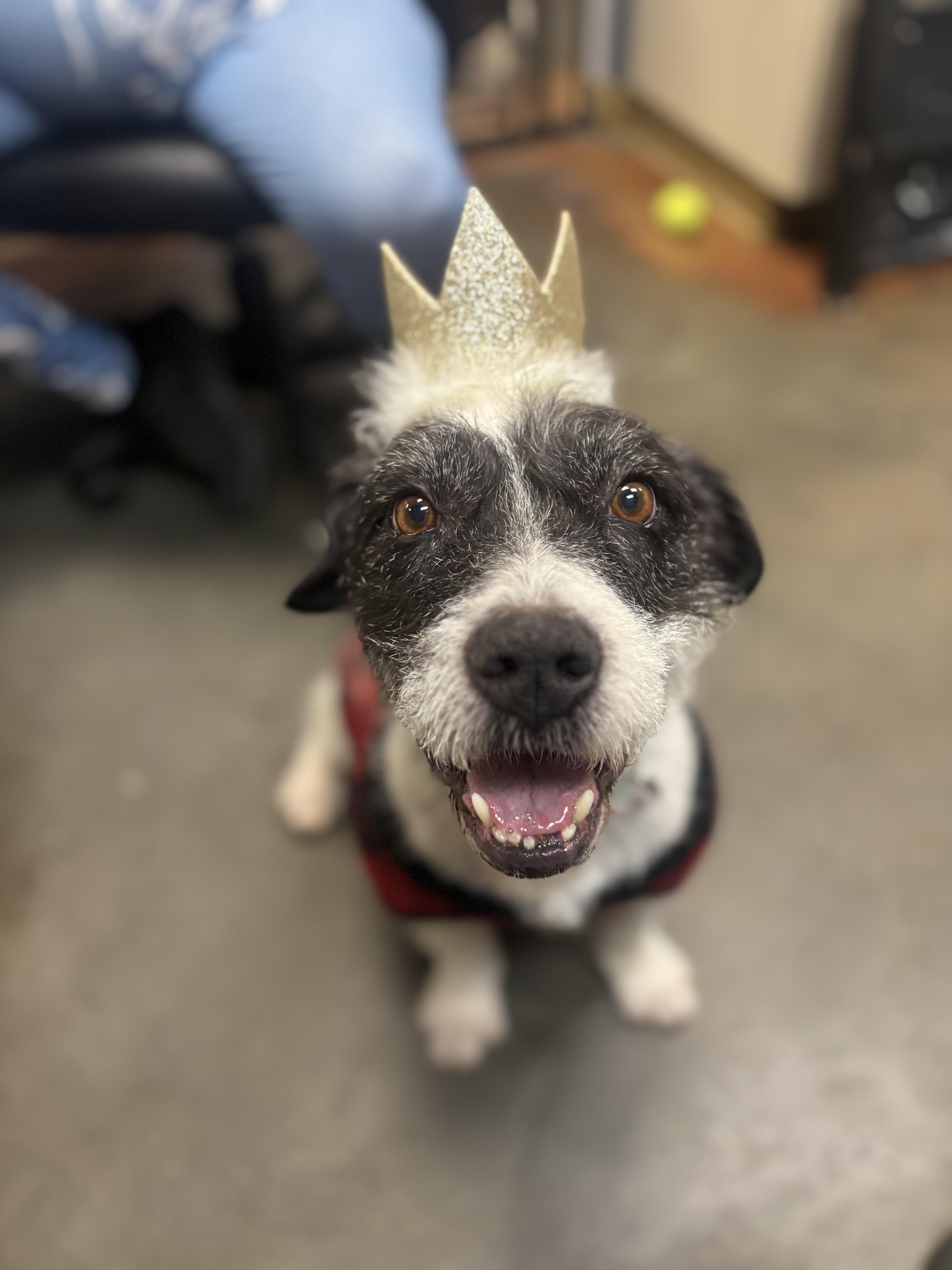 Buster, ADOPTABLE, Adult Male Terrier.