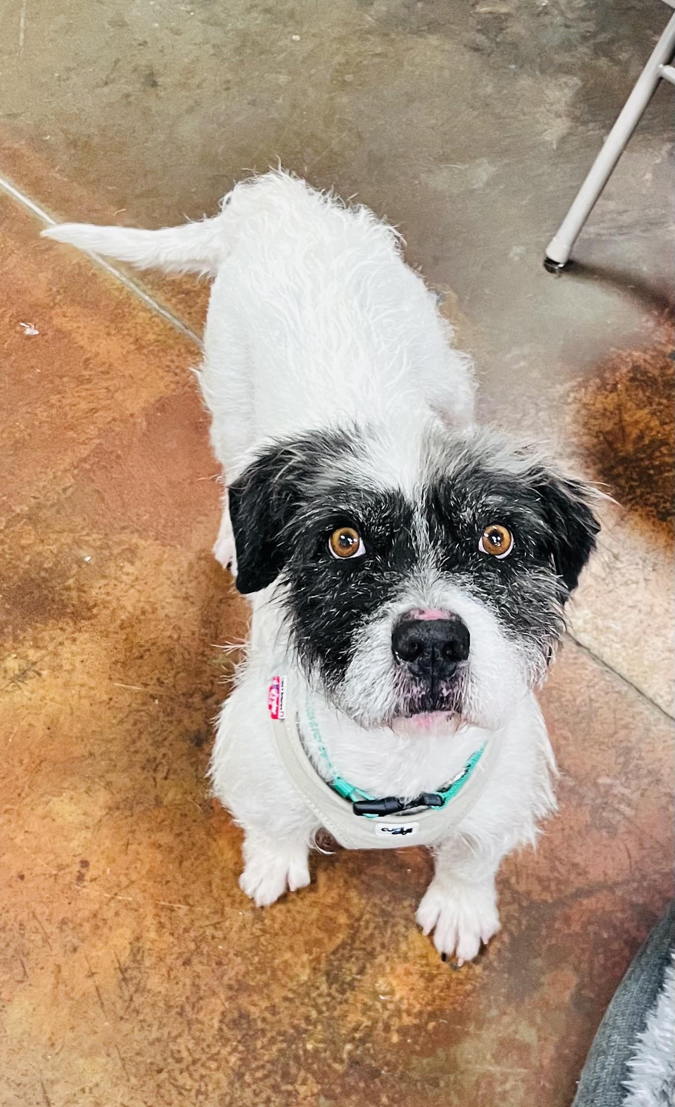 Enlarge Buster, a ADOPTABLE mixed breed in Council Bluffs, IA image 1/1