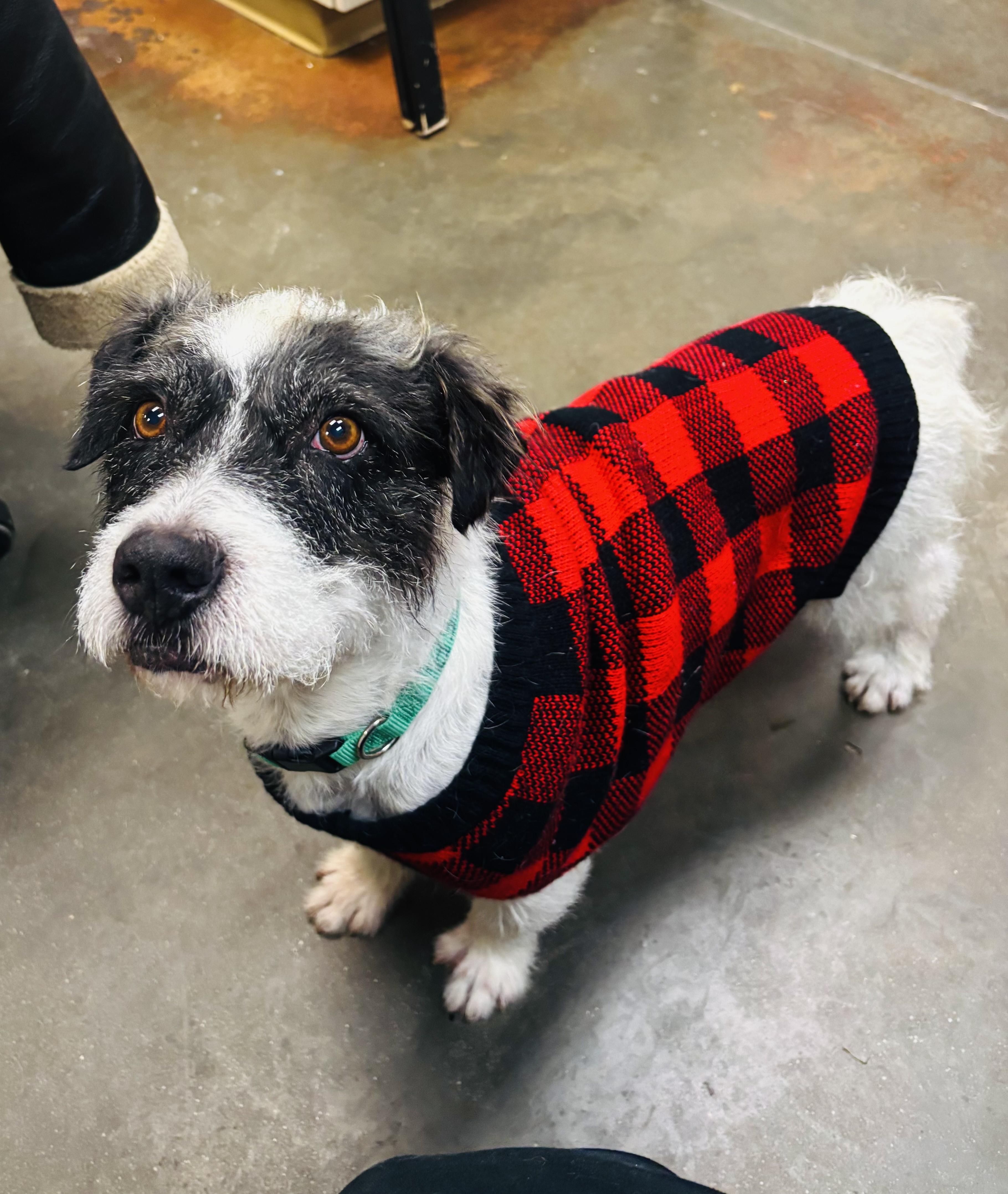 Enlarge Buster, a ADOPTABLE mixed breed in Council Bluffs, IA image 2/2