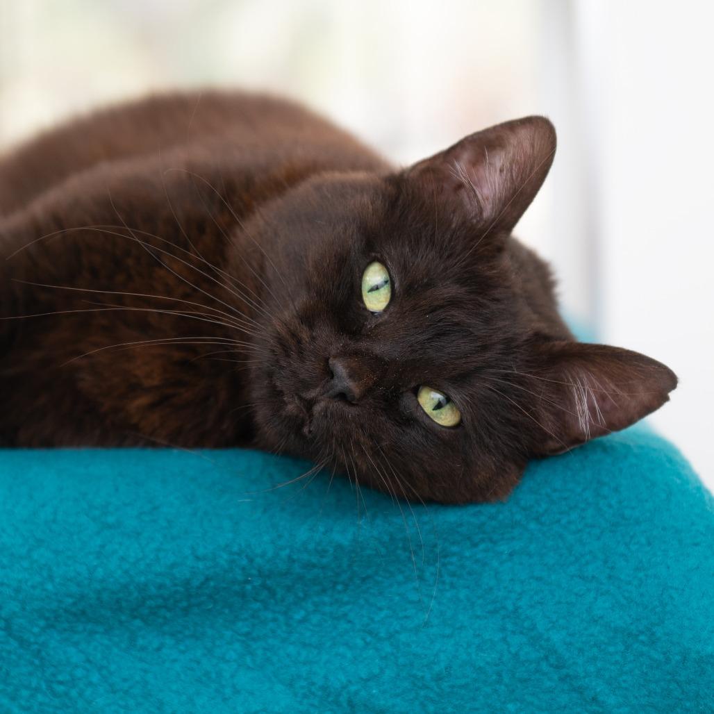 Poly — thumbnail 2