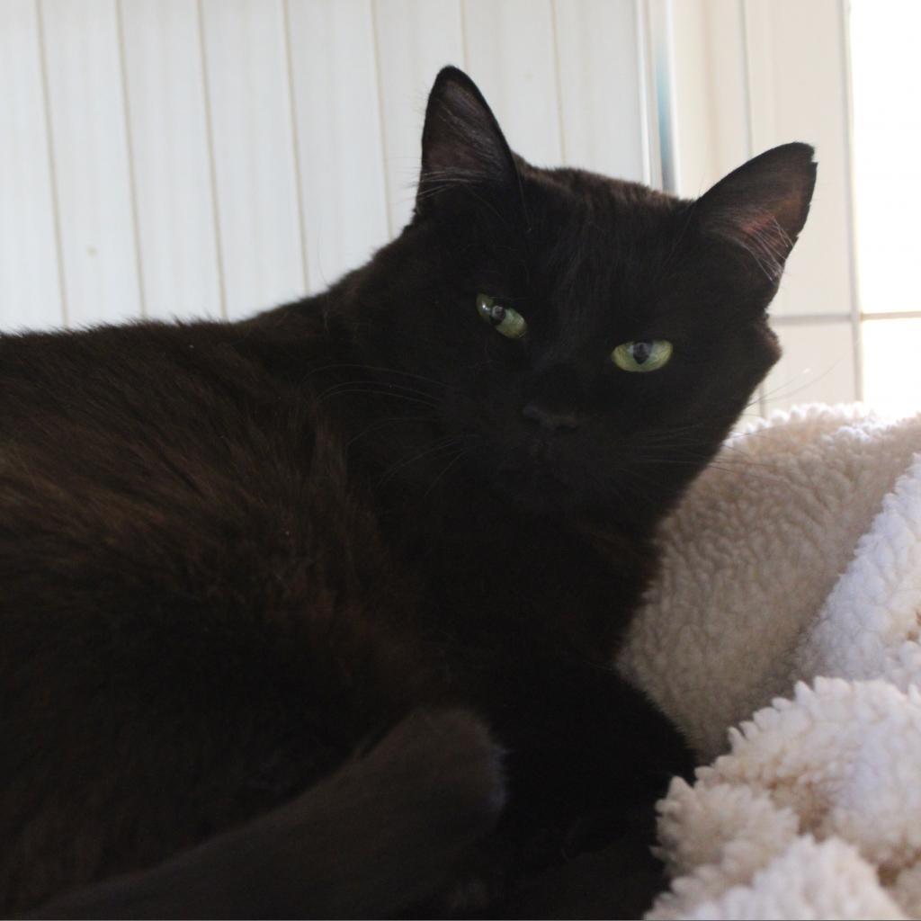 Poly — thumbnail 3