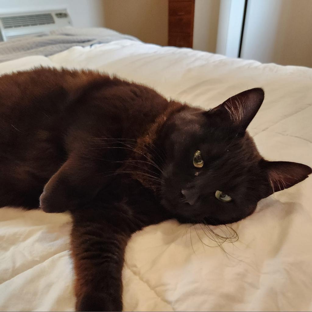 Poly — thumbnail 4