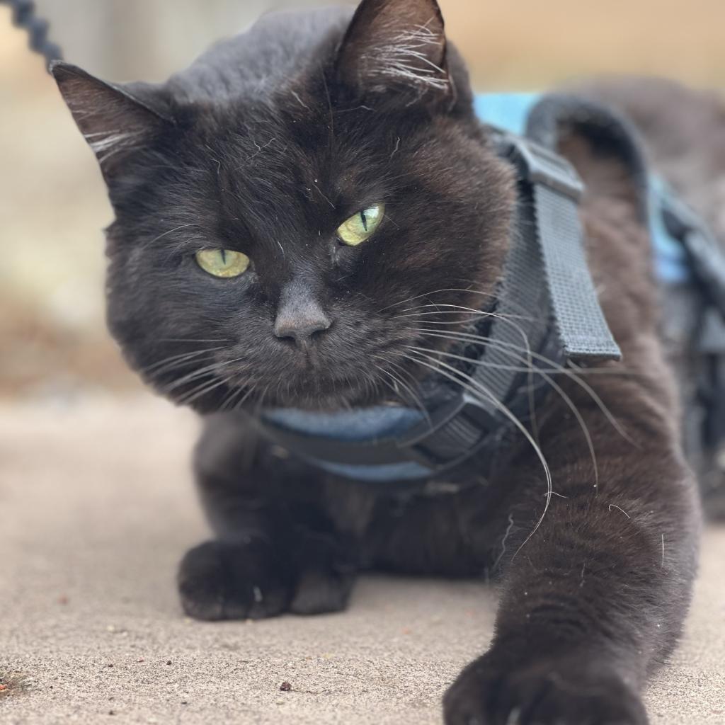 Poly — thumbnail 5