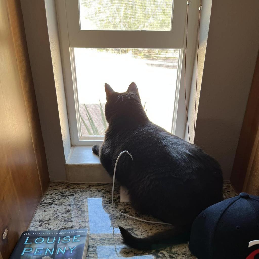 Poly — thumbnail 6